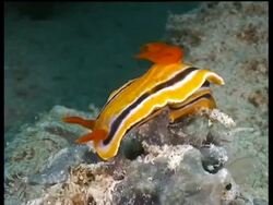 MS Sea Slug, C. magnifa, balancing on Sea Sponge on reef, Mabul, Borneo, Malaysia Stock Footage