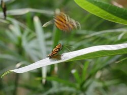 Feeding Butterfly HD 1080 Stock Footage
