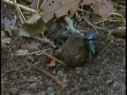 MS Dung beetle rolling dung ball, Bandhavgarh National Park, India Stock Footage