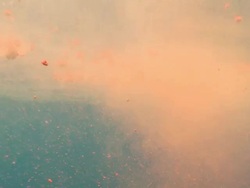 MS ZI ZO View of Blue whale faces / Mirissa, Southern province, Sri Lanka   Stock Footage