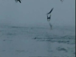 Great white shark, (Carcharodon carcharias) attack, swirling around injured seal ms, Namaqualand, South Africa Stock Footage