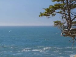 Tree on cliff outcrop along coast Stock Footage