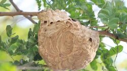 Wasp Hive Stock Footage