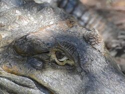 Crocodile Stock Footage