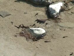 Tadpoles swimming Stock Footage