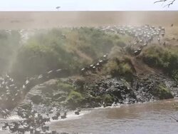 incredible fighting for survival - Great Wildebeest Migration in Kenya Stock Footage