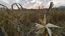 Field crop Stock Footage