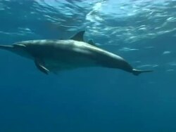Group of Dolphins swim near surface, Close up, CU, Fernando de Noronha Stock Footage