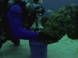 CU TD SLO MO Shot of Grouper catching fish from hands of male diver underwater / Key Large, Florida, United States Stock Footage
