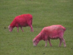 Bizarre: Pink Sheep Eats and Defecates, Poops Stock Footage