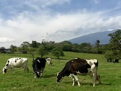Cows Grazing in Pasture Stock Footage