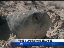 There is fear that because sea turtles don't reach reproductive age for at least a decade, the true impacts of the Deepwater Horizon oil spill won't be known for years. Scientists are using the nesting season to collect data. News Clip