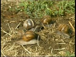 Group of snails having a chat, Israel Stock Footage