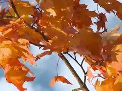 HD SLOW-MOTION: Autumn colors Stock Footage