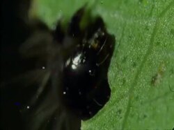 CU Caterpillar eating leaf, Botswana, Africa Stock Footage