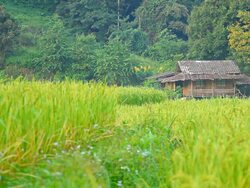 home and rice paddy fields. Stock Footage