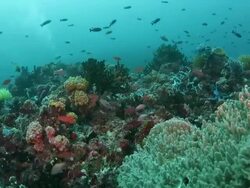 Coral reef fishes Stock Footage