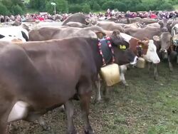MS Viehscheid at Schollang near Oberstdorf, ceremonial driving down of cattle from mountain pastures into valley in autumn at Allgau Alps / Oberstdorf, Bavaria, Germany Stock Footage
