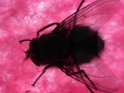 Diptera HD1080, NTSC, PAL Stock Footage