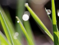  CU View of dewdrops on  grass  /  Kastel-Staadt, Rhineland-Palatinate, Germany  Stock Footage