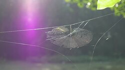 Spider Web.(4K) Stock Footage