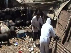 CLEAN: Egyptian government tries to curb H1N1 virus News Clip