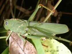 Giant green Amazonian grasshoppers mating Stock Footage