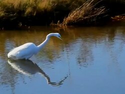 Heron Stock Footage