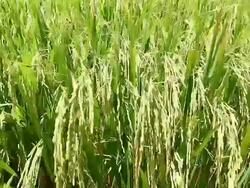 close up rice in field Stock Footage