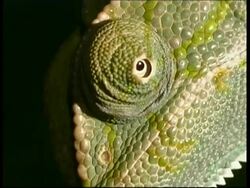 BCU Chameleon's eye rotating, Israel Stock Footage