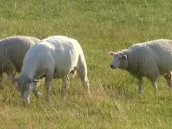 MS Shot of sheep's eating on salt meadow, North Sea North Frisia / Westerhever / Westerhever, Schleswig Holstein, Germany Stock Footage