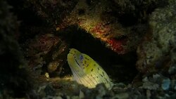 Spotted Moray Eel Stock Footage