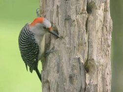 CU Shot of female red-bellied woodpecker (Centurus carolinus) eating seeds from a hole in homemade wooden feeder / Valparaiso, Indiana, United States Stock Footage