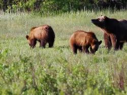 MS TS Grizzly sow with three cubs feeding / Tetons, Wyoming, United States Stock Footage
