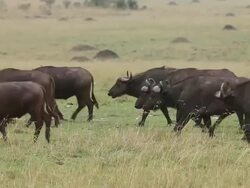 MS Herd of African buffalo walking in savanna / National Park, Africa, Kenya Stock Footage