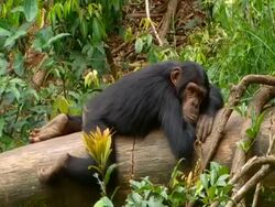 MS Chimpanzee lying awake on log, pan right to three other sleeping chimpanzees Stock Footage