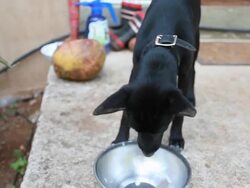 CU Shot of black dog eating white coconut flesh out of stainless steal bowl with coconut besides / Montezuma, Punteranes, Costa Rica Stock Footage