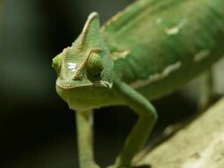 Chameleon Stock Footage
