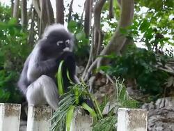 dusky leaf monkey Stock Footage
