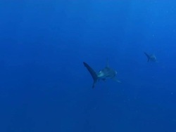 MS TS Shot of Blacktip shark aggregation swimming in open water / Aliwal Shoal, Kwa Zulu Natal, South Africa Stock Footage