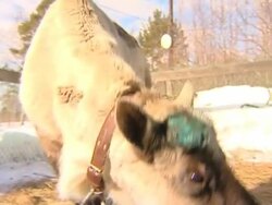 Farm in a polar region. Stock Footage