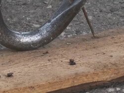 pull off nails from plank Stock Footage