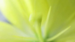 Water droplets fall on Lily Stock Footage
