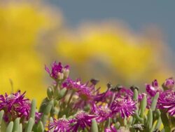 MS R/F Shot of Yellow Namaqualand daisies with pink petalled succulents / Namaqualand, Northern Cape, South Africa Stock Footage