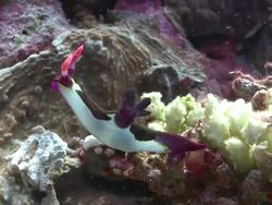 Chamberlain's Nudibranch (Nembrotha chamberlaini), Southern Visayas, Philippines Stock Footage