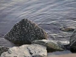 The Tide Waters Stock Footage