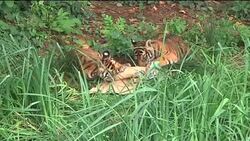 Tiger cubs take first steps into outdoor enclosure at zoo News Clip