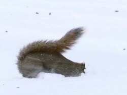 MS TS Red squirrel searching for food during snowstorm / Madoc, Ontario, Canada Stock Footage