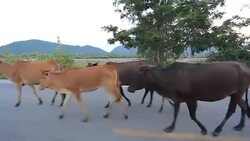 Herds walking Stock Footage