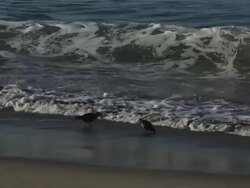 MS Shot two seagulls at shoreline walking in and out of water to eat at morning / Malibu, California, United States Stock Footage